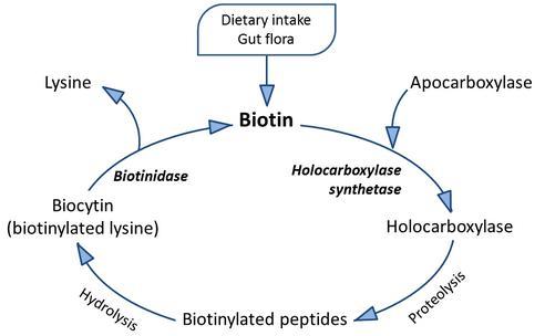 biotin içeren gıdalar
